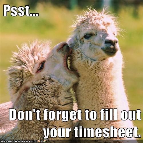 top timesheet memes to meet the payroll deadline top timesheet memes to meet the payroll deadline